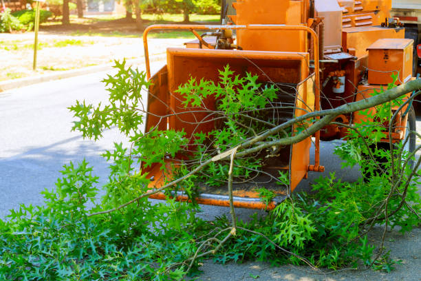 Best Tree Removal  in Oak Lawn, IL