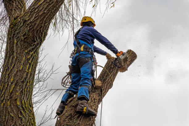 Professional Tree Removal in Oak Lawn, IL