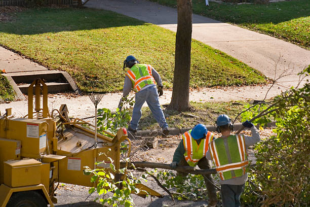 Best Emergency Tree Removal  in Oak Lawn, IL