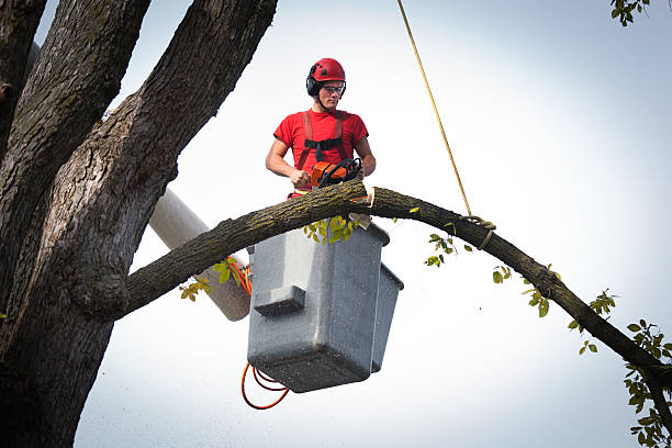 Best Tree Preservation Services  in Oak Lawn, IL